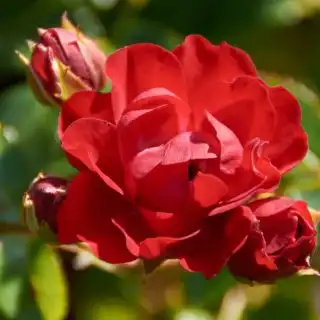 Trandafiri hibrizi Tea - Trandafiri - Ondella™ - 